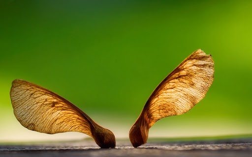 Help your kids have fun learning this summer by making maple seed dragon flies.